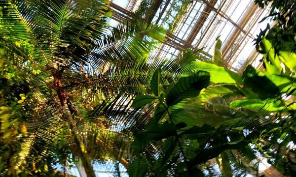Dorothy Chapman Fuqua Conservatory