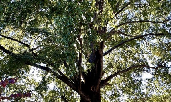 Georgia Tech’s Willow Tree (Possum Tree)