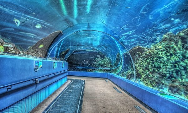 Georgia Aquarium