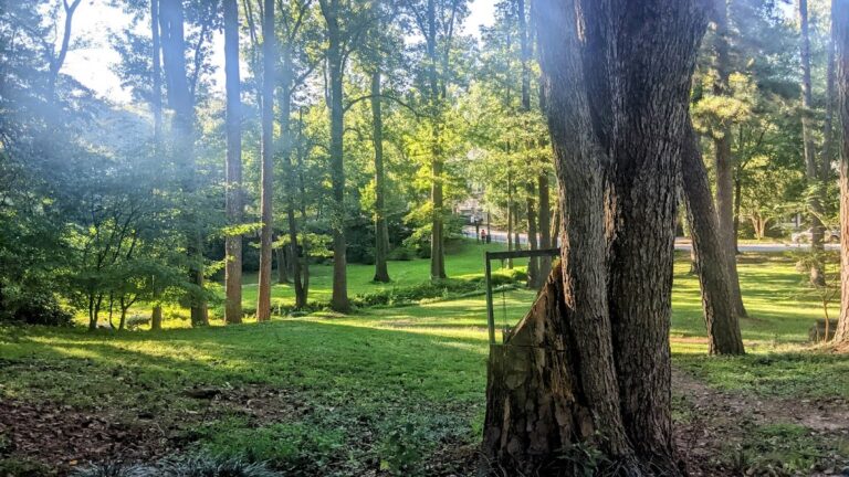 mcclatchey park 768x432