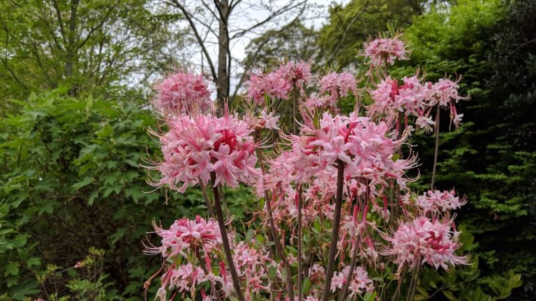 oak grove park 768x432